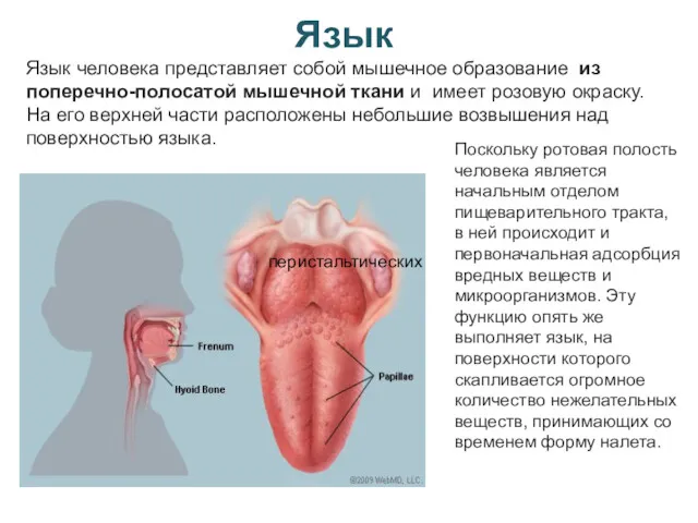 Язык Язык человека представляет собой мышечное образование из поперечно-полосатой мышечной