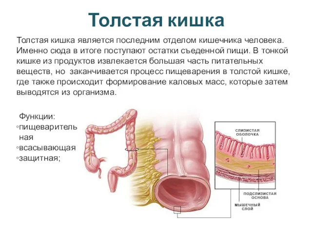 Толстая кишка Толстая кишка является последним отделом кишечника человека. Именно