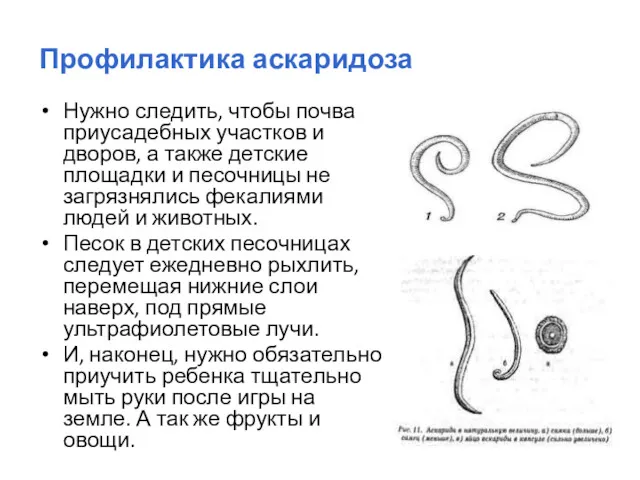 Профилактика аскаридоза Нужно следить, чтобы почва приусадебных участков и дворов,