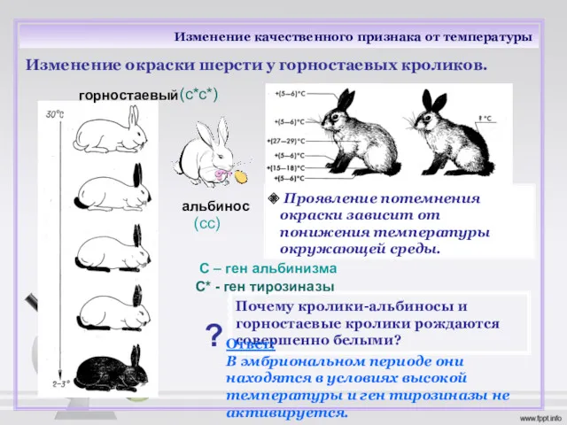 Изменение качественного признака от температуры Изменение окраски шерсти у горностаевых