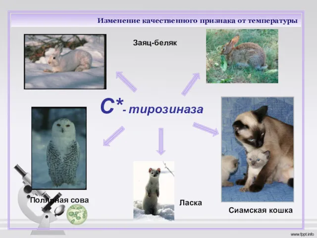 Изменение качественного признака от температуры С*- тирозиназа Ласка Сиамская кошка Заяц-беляк Полярная сова