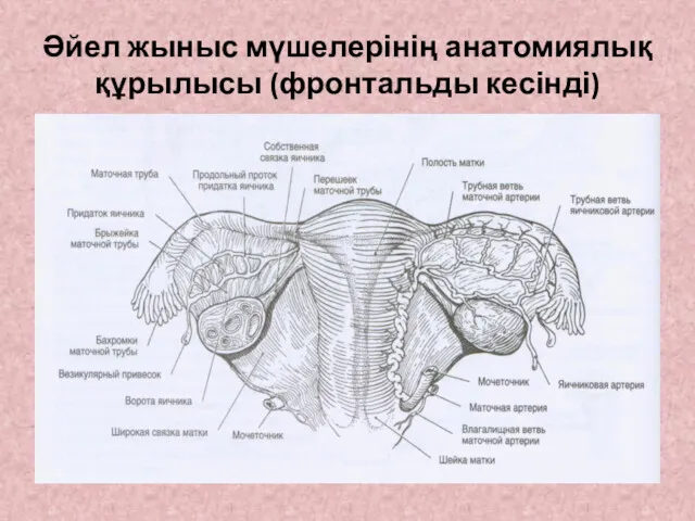 Әйел жыныс мүшелерінің анатомиялық құрылысы (фронтальды кесінді)