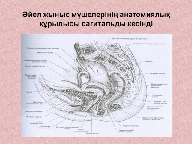 Әйел жыныс мүшелерінің анатомиялық құрылысы сагитальды кесінді