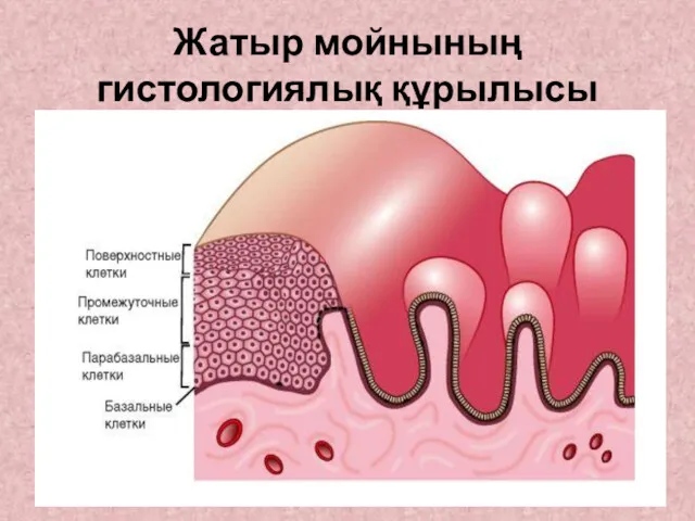 Жатыр мойнының гистологиялық құрылысы