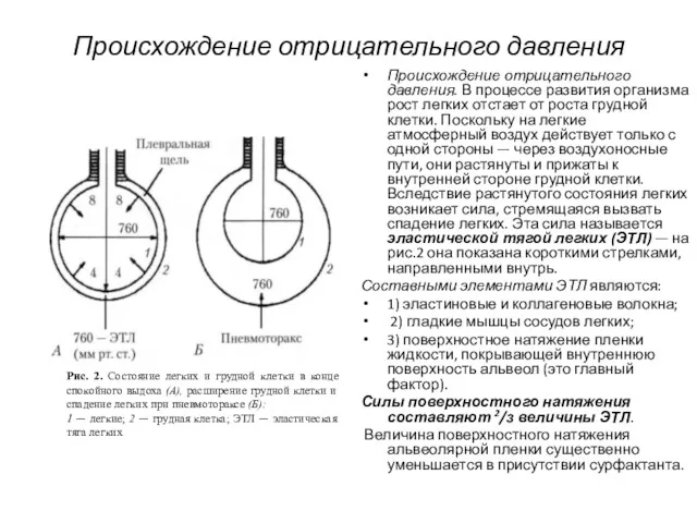 Происхождение отрицательного давления Происхождение отрицательного давления. В процессе развития организма