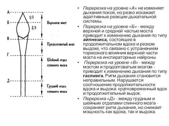 Перерезка на уровне «А» не изменяет дыхания покоя, но резко