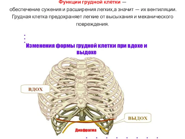 Функции грудной клетки — обеспечение сужения и расширения легких,а значит