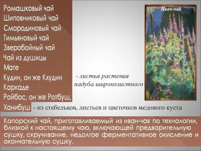 - листья растения падуба широколистного - из стебельков, листьев и цветочков медового куста