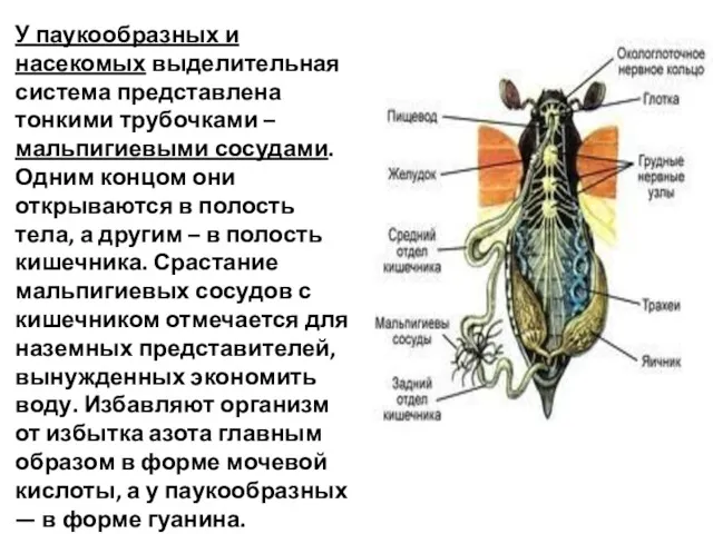 У паукообразных и насекомых выделительная система представлена тонкими трубочками –