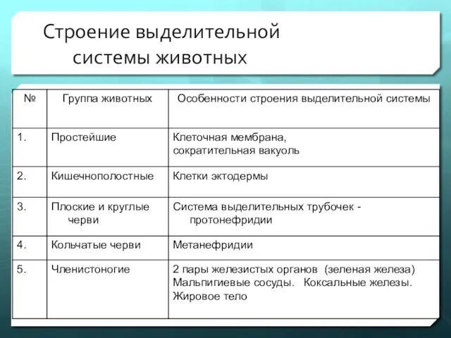 Строение выделительной системы животных