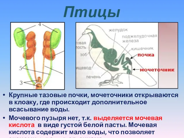 Птицы Крупные тазовые почки, мочеточники открываются в клоаку, где происходит