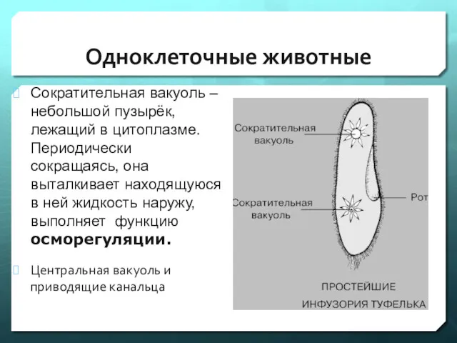 Одноклеточные животные Сократительная вакуоль – небольшой пузырёк, лежащий в цитоплазме.