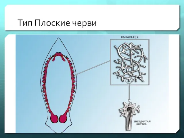 Тип Плоские черви