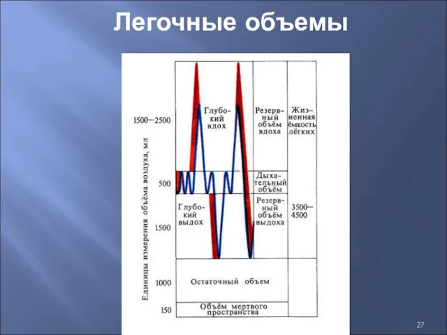 Легочные объемы