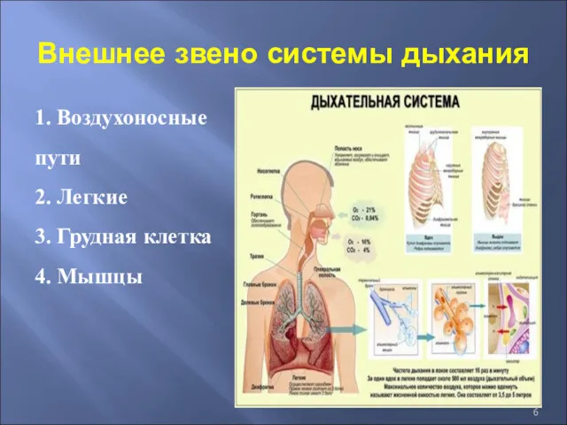 Внешнее звено системы дыхания 1. Воздухоносные пути 2. Легкие 3. Грудная клетка 4. Мышцы