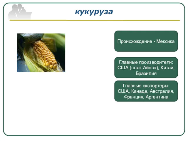 кукуруза Происхождение - Мексика Главные производители: США (штат Айова), Китай,