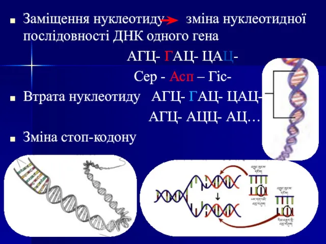 Заміщення нуклеотиду зміна нуклеотидної послідовності ДНК одного гена АГЦ- ГАЦ-