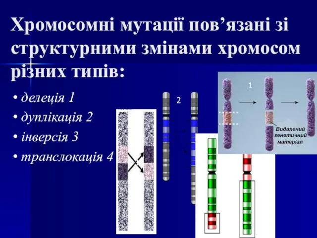 Хромосомні мутації пов’язані зі структурними змінами хромосом різних типів: •