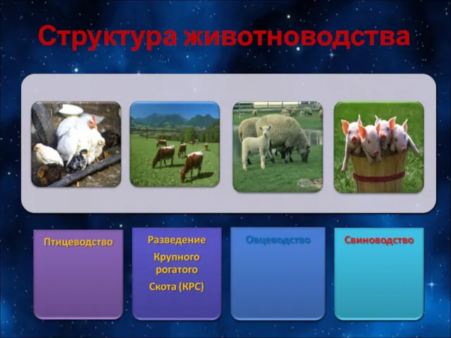 Структура животноводства