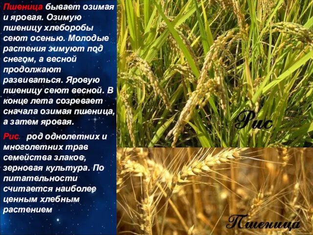 Пшеница бывает озимая и яровая. Озимую пшеницу хлеборобы сеют осенью.