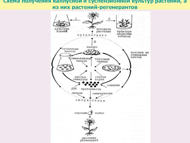 Схема получения каллусной и суспензионной культур растений, а из них растений-регенерантов