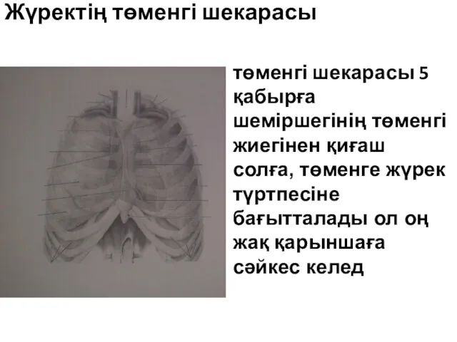 Жүректің төменгі шекарасы төменгі шекарасы 5 қабырға шеміршегінің төменгі жиегінен