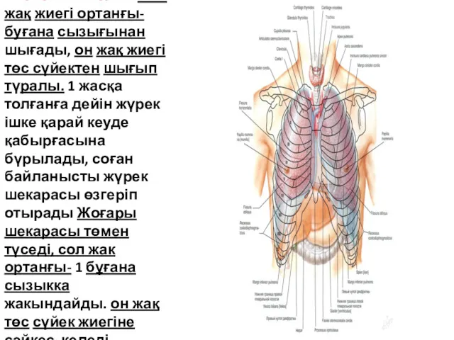 Скелетотопиясы: Сол жақ жиегі ортанғы-буғана сызығынан шығады, он жақ жиегі