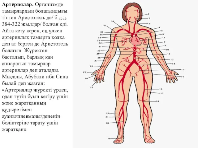 Артериялар. Организмде тамырлардың болатындығы тіптен Аристотель де/ б.д.д. 384-322 жылдар/