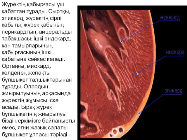 Жүректің қабырғасы үш қабаттан тұрады. Сыртқы, эпикард, жүректің сірлі қабығы,