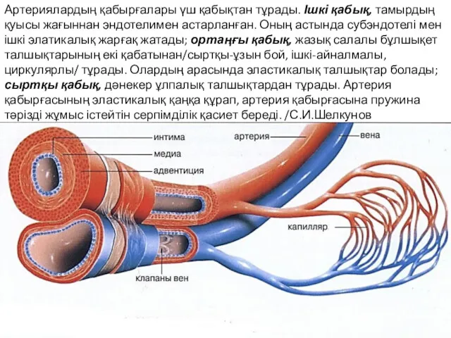 Артериялардың қабырғалары үш қабықтан тұрады. Ішкі қабық, тамырдың қуысы жағыннан