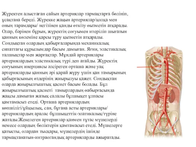 Жүректен алыстаған сайын артериялар тармақтарға бөлініп, ұсақтана береді. Жүрекке жақын