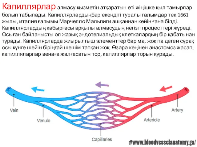 Капиллярлар алмасу қызметін атқаратын өті жіңішке қыл тамырлар болып табылады.