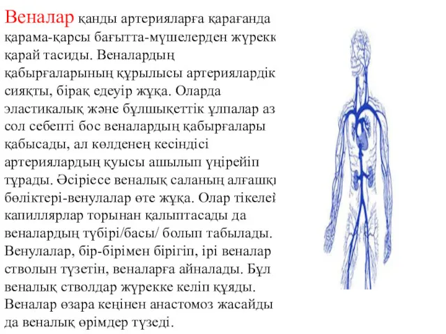 Веналар қанды артерияларға қарағанда қарама-қарсы бағытта-мүшелерден жүрекке қарай тасиды. Веналардың