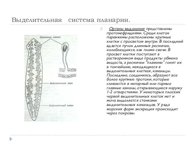 Выделительная система планарии. Органы выделения представлены протонефридиями. Среди клеток паренхимы