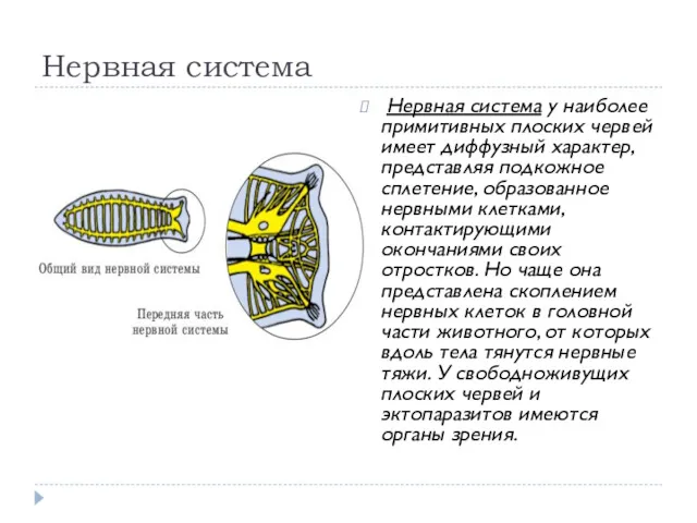 Нервная система Нервная система у наиболее примитивных плоских червей имеет