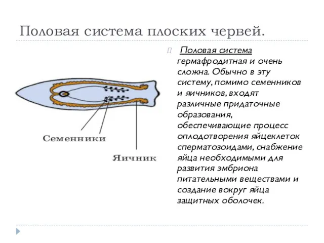 Половая система плоских червей. Половая система гермафродитная и очень сложна.