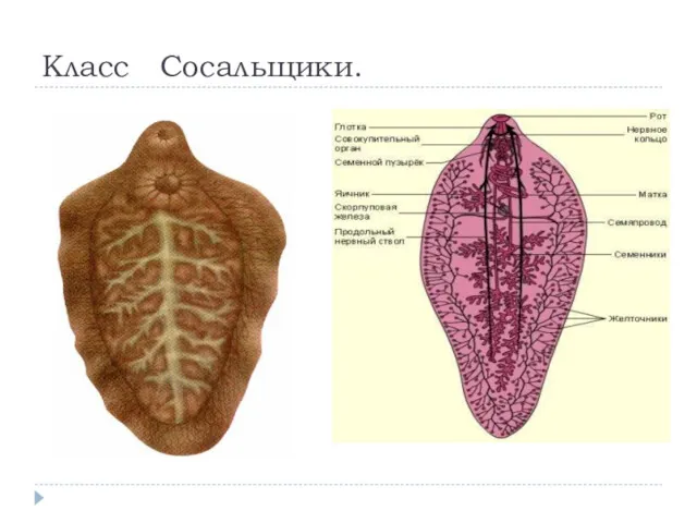 Класс Сосальщики.