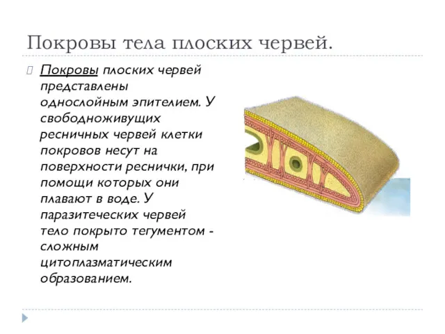 Покровы тела плоских червей. Покровы плоских червей представлены однослойным эпителием.