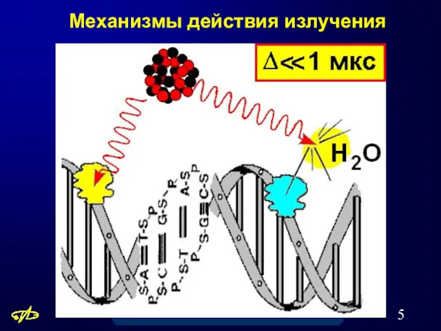 Механизмы действия излучения