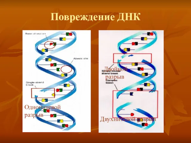 Повреждение ДНК Однонитевой разрыв Двойной разрыв Двухнитевой разрыв