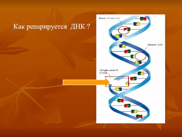 Как репарируется ДНК ?