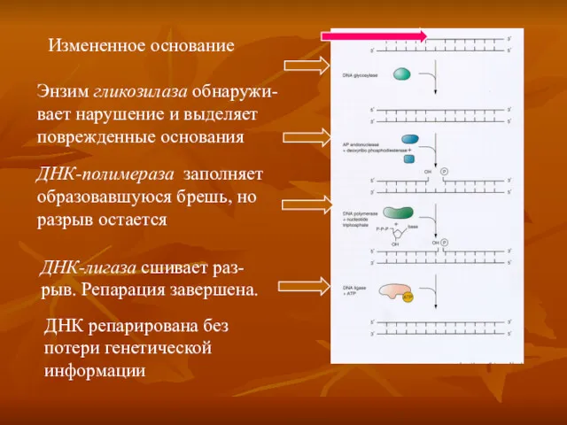 Измененное основание Энзим гликозилаза обнаружи-вает нарушение и выделяет поврежденные основания