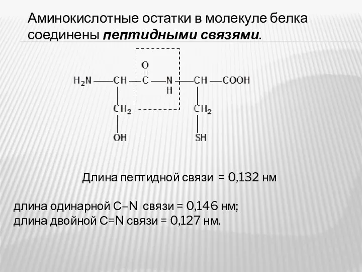 Аминокислотные остатки в молекуле белка соединены пептидными связями. Длина пептидной