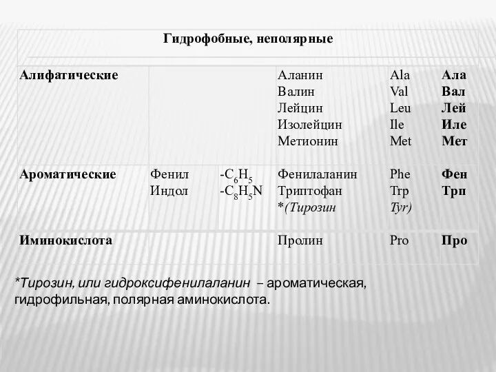 *Тирозин, или гидроксифенилаланин – ароматическая, гидрофильная, полярная аминокислота.