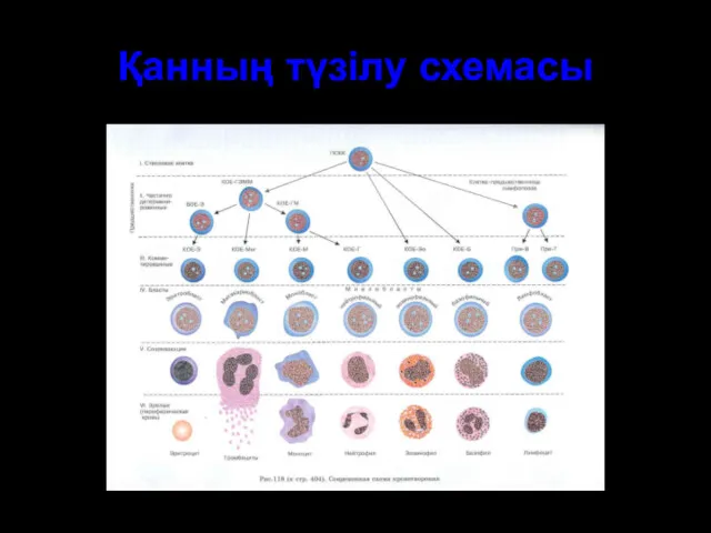 Қанның түзілу схемасы