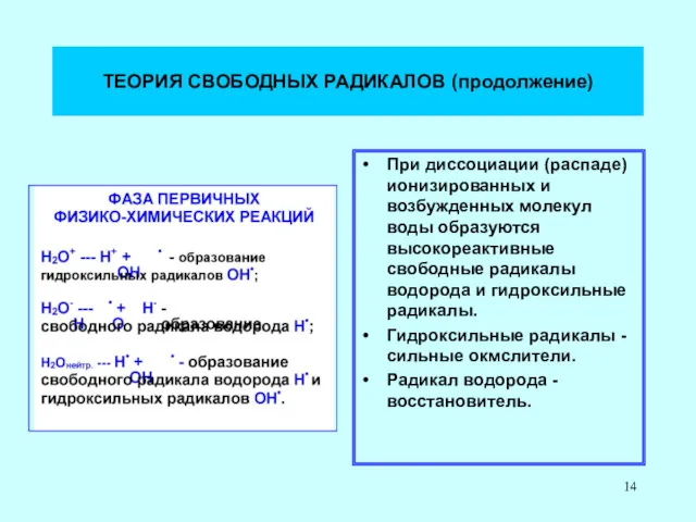 ТЕОРИЯ СВОБОДНЫХ РАДИКАЛОВ (продолжение) При диссоциации (распаде) ионизированных и возбужденных молекул воды образуются