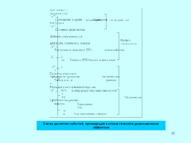 Схема развития событий, приводящих к стохастическим радиационным эффектам