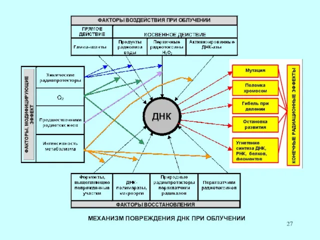 МЕХАНИЗМ ПОВРЕЖДЕНИЯ ДНК ПРИ ОБЛУЧЕНИИ