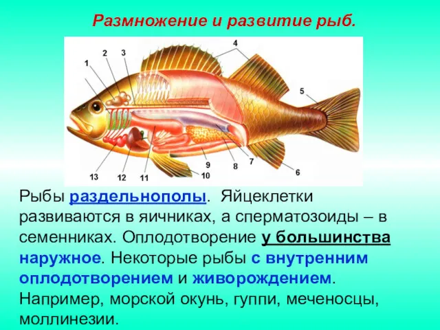 Размножение и развитие рыб. Рыбы раздельнополы. Яйцеклетки развиваются в яичниках,