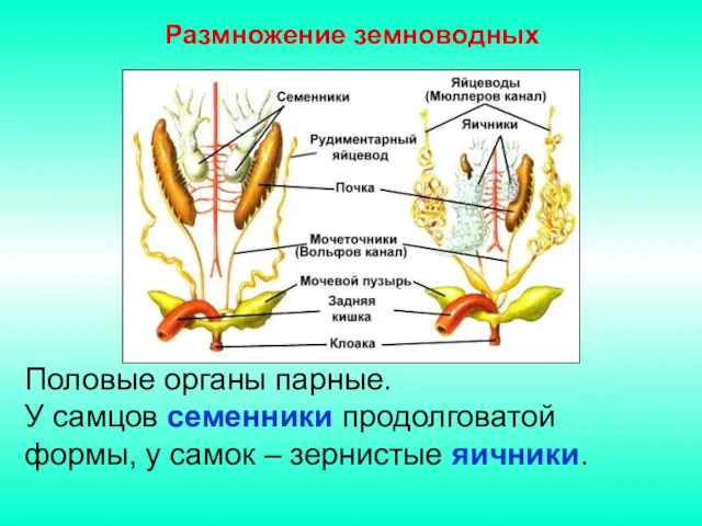 Половые органы парные. У самцов семенники продолговатой формы, у самок – зернистые яичники. Размножение земноводных